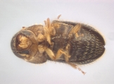 Trischidias atomus 14150