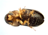 Trischidias atomus 14150