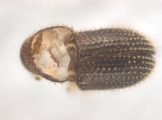 Trischidias atomus 14150