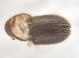 Trischidias atomus 14150