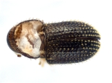 Trischidias atomus 14150
