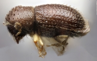 Trischidias exiguus 12471