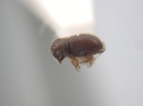 Trischidias exiguus 12471