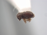 Trischidias exiguus 12471