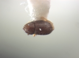 Trischidias exiguus 12471