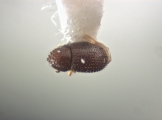 Trischidias exiguus 12471