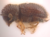 Trischidias exiguus 12471