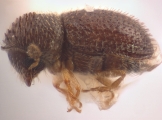 Trischidias exiguus 12471