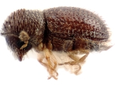 Trischidias exiguus 12471