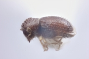 Trischidias exiguus 12471
