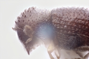 Trischidias exiguus 12471