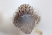 Trischidias exiguus 12471