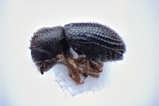 Trischidias geogiae 15118