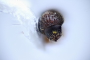 Trischidias geogiae 15118