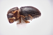 Trischidias geogiae 15120