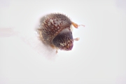 Trischidias geogiae 15120