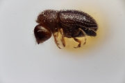 Trischidias minutissimus 14958