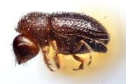Trischidias minutissimus 14958