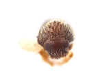 Trischidias striatus 11838