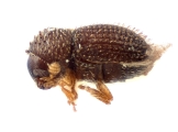 Trischidias striatus 11838