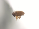 Trischidias striatus 12473