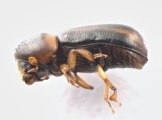 Trypodendron lineatum 13584