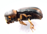 Trypodendron lineatum 13584