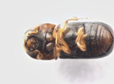 Trypodendron lineatum 13584