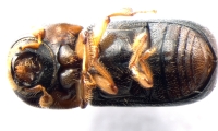Trypodendron lineatum 13584