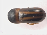 Trypodendron lineatum 13584