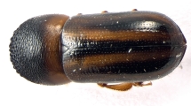 Trypodendron lineatum 13584