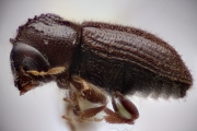 Trypophloeus binodulus 12284