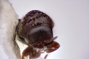 Trypophloeus binodulus 12284