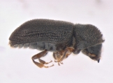 Trypophloeus dejevi 13677