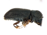 Trypophloeus dejevi 13677