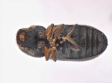 Trypophloeus dejevi 13677