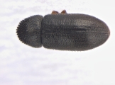 Trypophloeus dejevi 13677