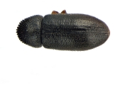 Trypophloeus dejevi 13677