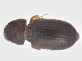 Trypophloeus dicidens 13678