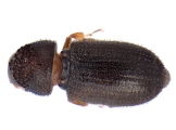 Trypophloeus dicidens 13678