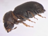 Trypophloeus dicidens 13678