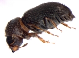 Trypophloeus dicidens 13678