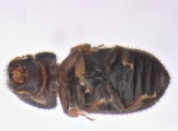 Trypophloeus dicidens 13678