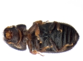 Trypophloeus dicidens 13678