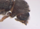 Trypophloeus dicidens 13678