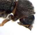 Trypophloeus dicidens 13678