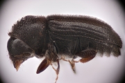 Trypophloeus populi 15068