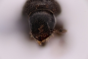 Trypophloeus populi 15068
