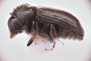 Trypophloeus populi 15070