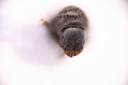 Trypophloeus populi 15070
